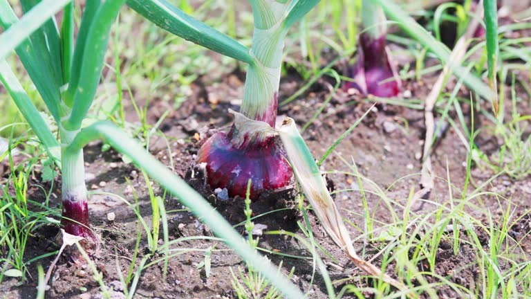 Onion seeds farming India